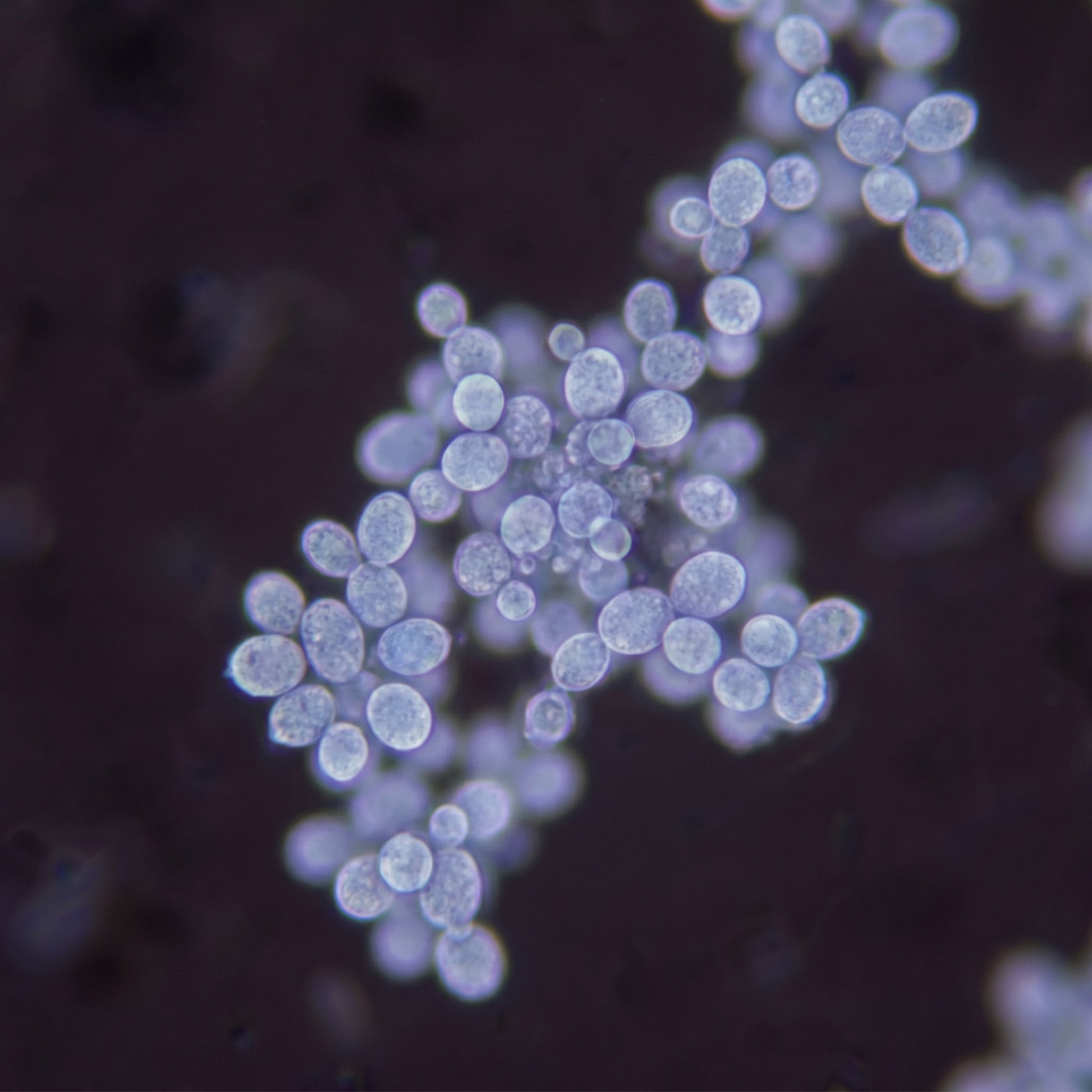 Malassezia yeast cells viewed under a microscope